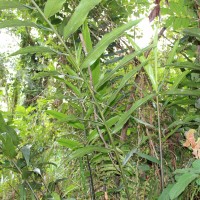 <i>Meistera echinocarpa</i>  (Alston) Skornick. & M.F.Newman